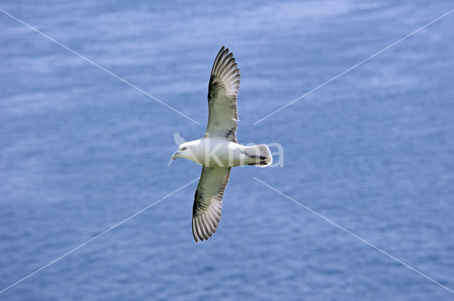 Noordse Stormvogel (Fulmarus glacialis)