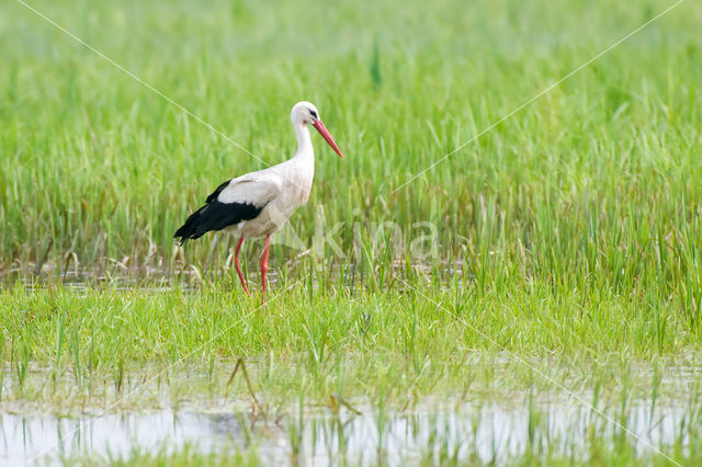White Stork (Ciconia ciconia)