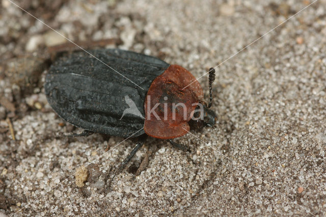 Red-breasted carrion beetle (Oiceoptoma thoracicum