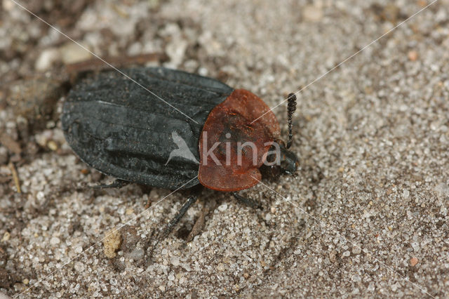 Oranje aaskever (Oiceoptoma thoracicum