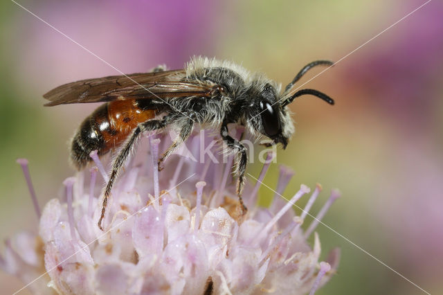 Andrena marginata