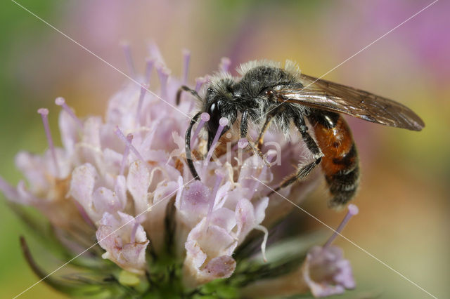 Oranje zandbij (Andrena marginata)