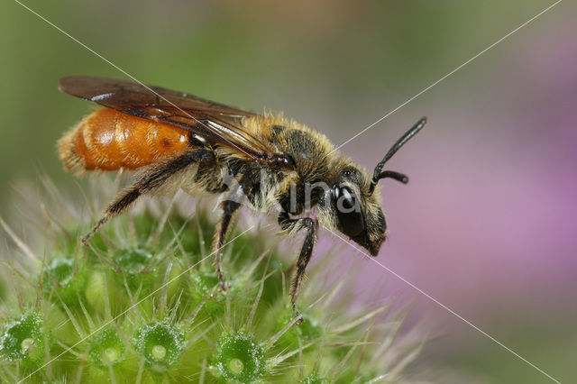 Andrena marginata