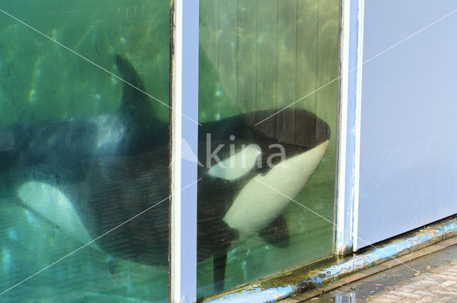 Killer Whale