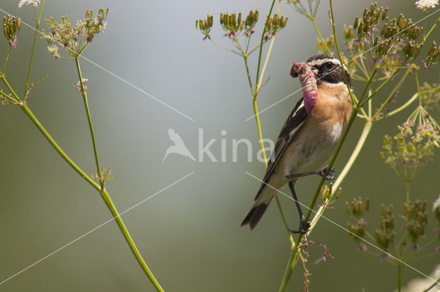 Paapje (Saxicola rubetra)