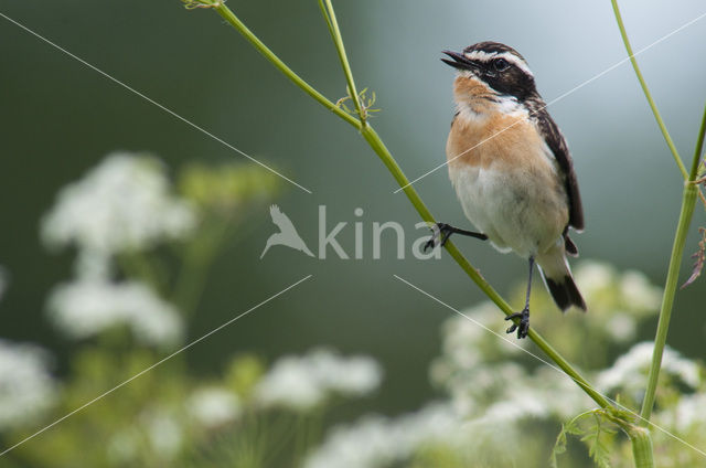 Paapje (Saxicola rubetra)