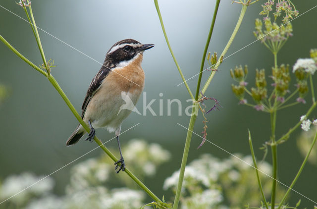 Paapje (Saxicola rubetra)