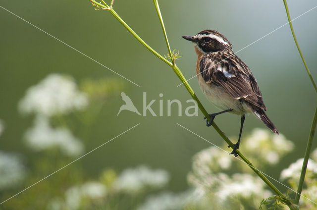 Paapje (Saxicola rubetra)