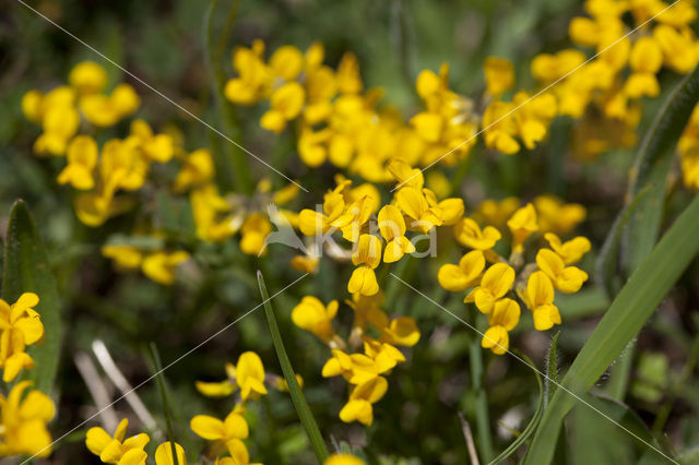 Paardenhoefklaver (Hippocrepis comosa)