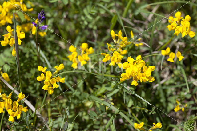 Paardenhoefklaver (Hippocrepis comosa)