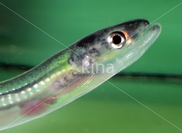 Eel (Anguilla anguilla)