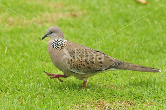 Spotted Dove (Stigmatopelia chinensis)