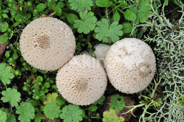 Common puffball (Lycoperdon perlatum)