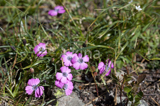 Peacock-Eye Pink (Dianthus pavonius)