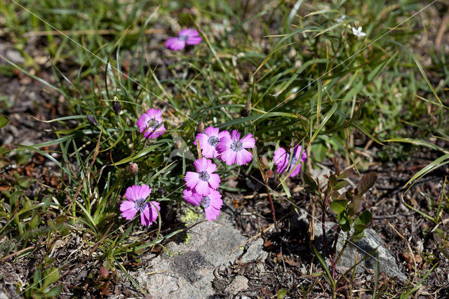 Peacock-Eye Pink (Dianthus pavonius)