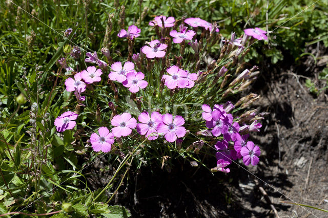 Peacock-Eye Pink (Dianthus pavonius)