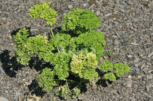 Parsley (Petroselinum crispum