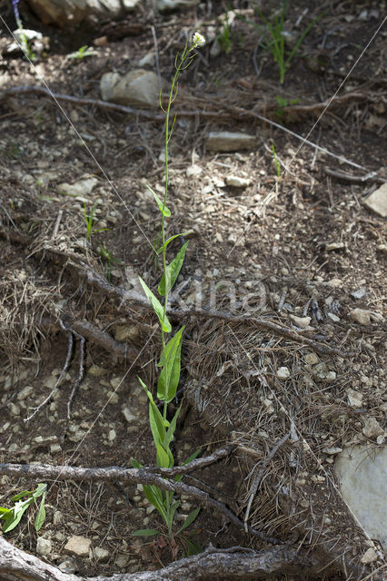 Pijlkruidkers (Lepidium draba)