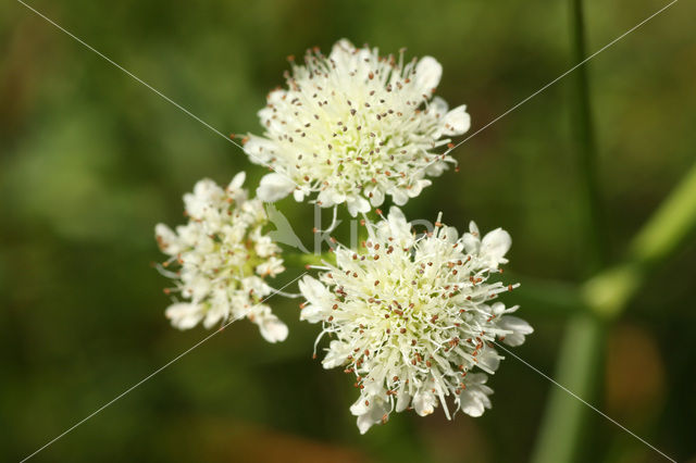 Tubular Waterdropwort (Oenanthe fistulosa)