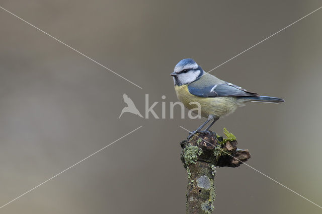 Blue Tit (Parus caeruleus)