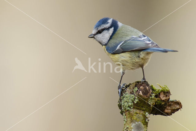 Pimpelmees (Parus caeruleus)