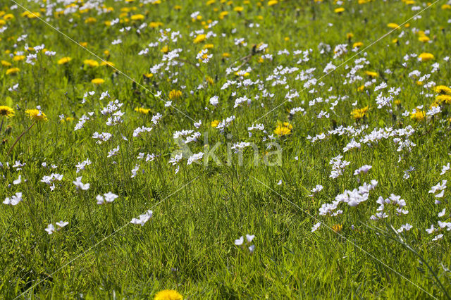 Pinksterbloem (Cardamine pratensis)