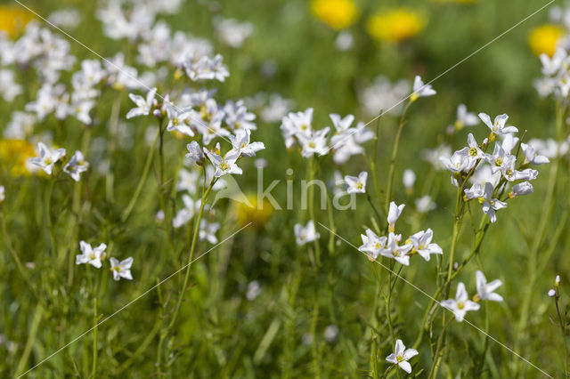Lady's Smock