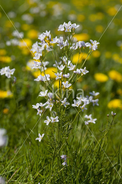Lady's Smock