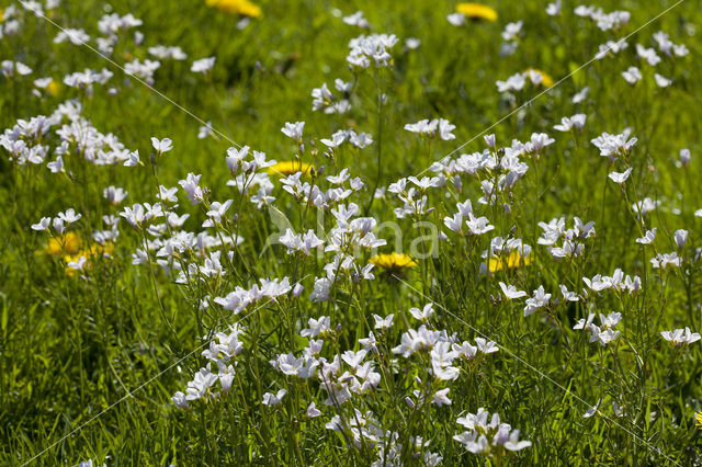 Pinksterbloem (Cardamine pratensis)