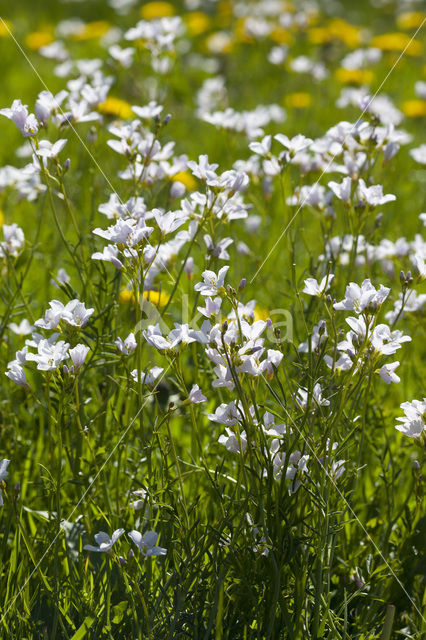 Pinksterbloem (Cardamine pratensis)