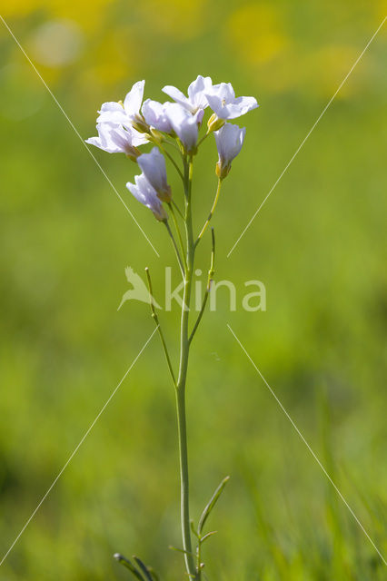 Pinksterbloem (Cardamine pratensis)