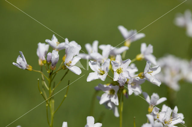 Pinksterbloem (Cardamine pratensis)
