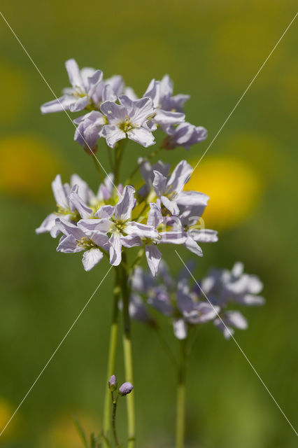 Pinksterbloem (Cardamine pratensis)