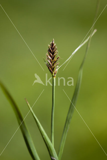 Broad Blysmus (Blysmus compressus)