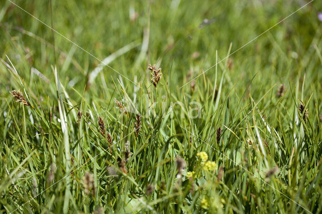 Platte bies (Blysmus compressus)