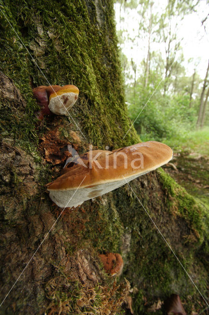 Platte tonderzwam (Ganoderma lipsiense)