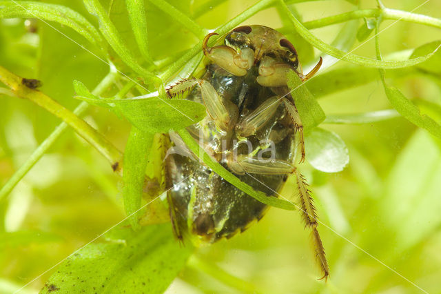 Waterbug (Ilyocoris cimicoides)