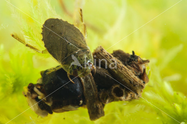 Waterbug (Ilyocoris cimicoides)