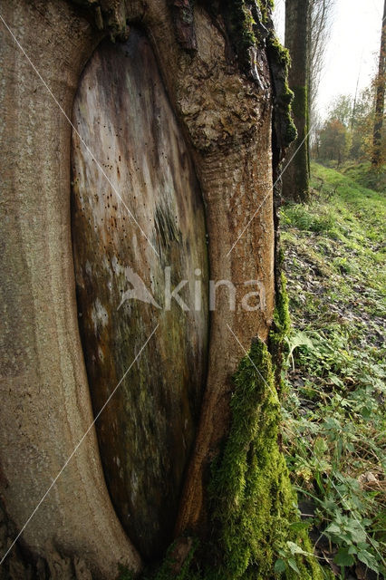 Poplar (Populus spec.)
