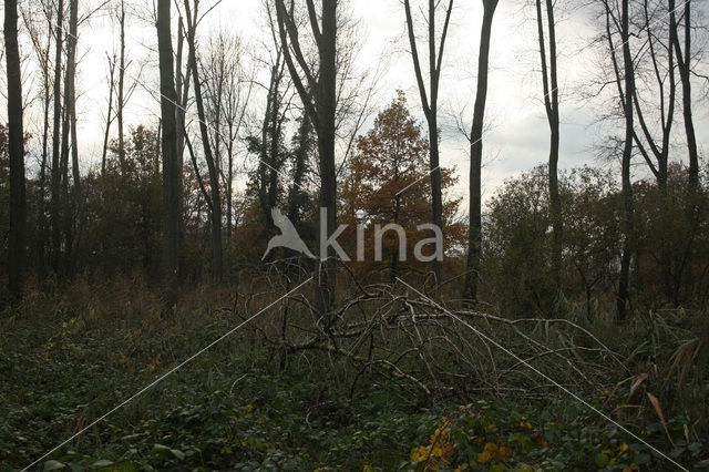 Poplar (Populus spec.)