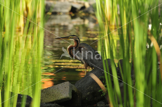 Purperreiger (Ardea purpurea)