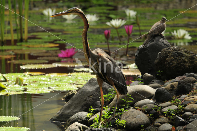 Purperreiger (Ardea purpurea)