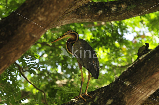 Purple Heron (Ardea purpurea)