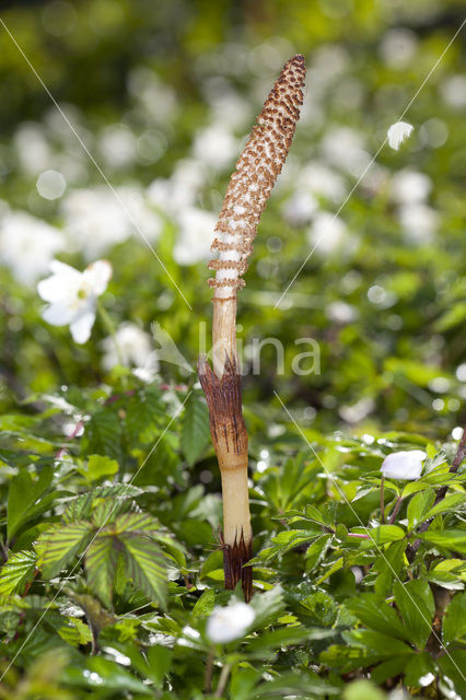 Great Horsetail (Equisetum telmateia)