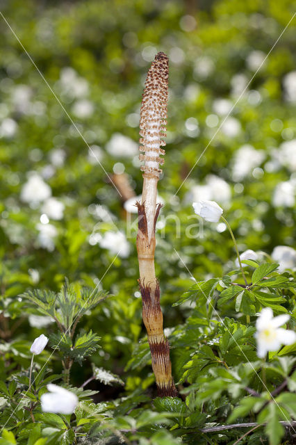 Reuzenpaardenstaart (Equisetum telmateia)