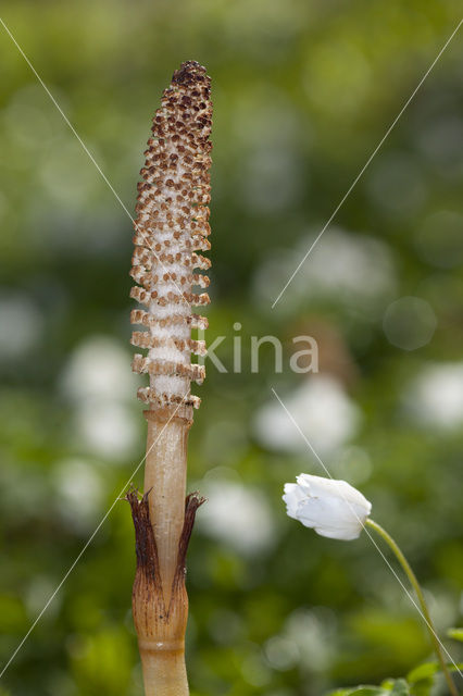 Great Horsetail (Equisetum telmateia)
