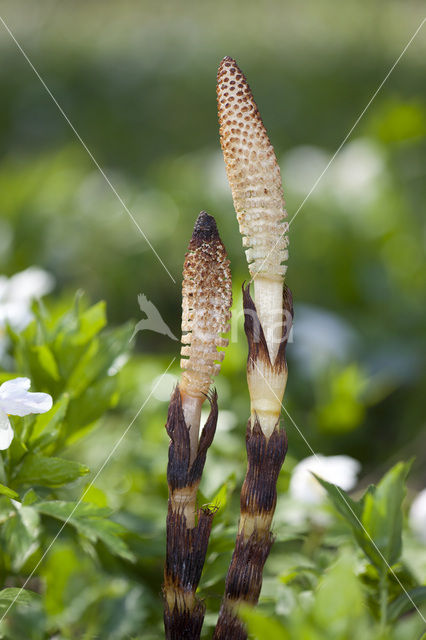 Great Horsetail (Equisetum telmateia)