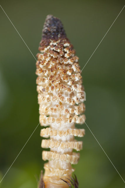 Great Horsetail (Equisetum telmateia)