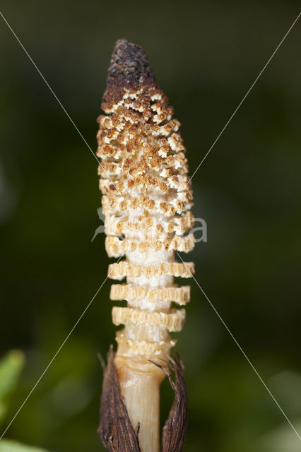 Great Horsetail (Equisetum telmateia)