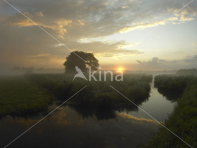 Common Reed (Phragmites australis)